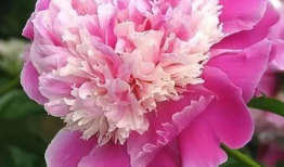 牡丹视频,探寻国色天香背后的故事与魅力