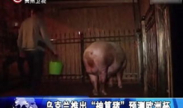 人交配的视频,人交配行为深度解析